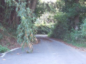 DSCF6135