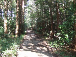 DSCF6140