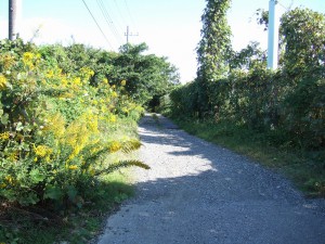 DSCF6142