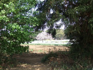 DSCF6671