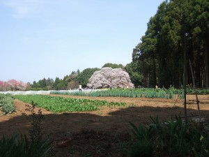 DSCF6672