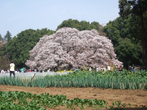 DSCF6673
