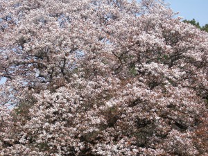 DSCF6676