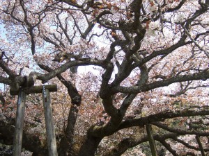 DSCF6681