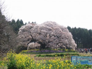 DSCF6690