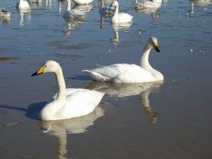 DSCF6447