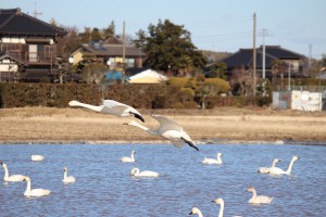 IMG_2274