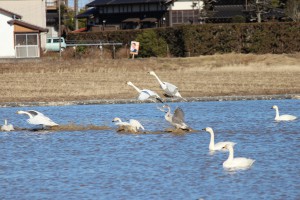 IMG_2294