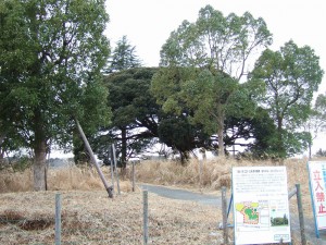 DSCF6521